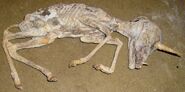 Corpse of a Chihuahua made to look like a Unicorn