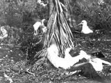 Laysan Fan Palm