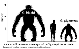 Gigantopithecus v human v1