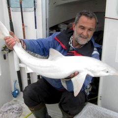 An albino shark caught off the coast of Great Britain