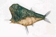 Bagswordfish