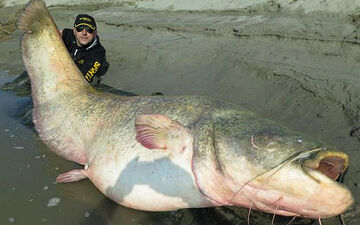 Bush hooking for huge river catfish