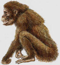 Fossil Ape Candidate for Hibagon (From a Japanese Website)