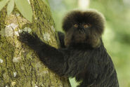 The Goeldi's marmoset