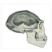 Skull of erectus