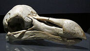 A Dodo skull