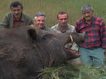 Giantboar.jpg
