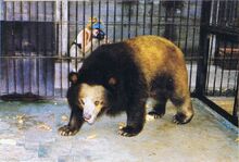 Golden Moon Bear | Cryptid Wiki | Fandom