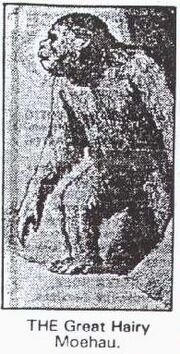 Moehau.jpg