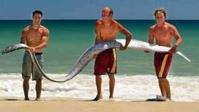 Oarfish