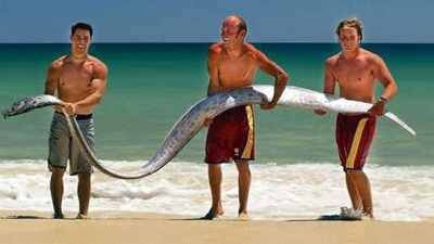 Oarfish.jpg