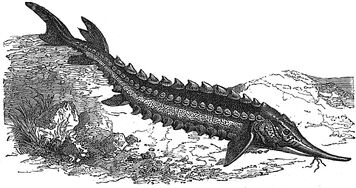 Sturgeon