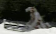 Barn dogman.jpg
