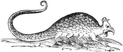 Basilisk aldrovandi