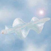 Skyfish