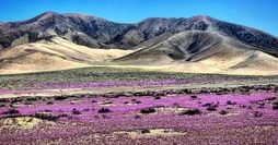 El desierto florido, blooming of flowers in the Atacama desert.