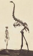 A human skeleton next to a Giant Moa's.