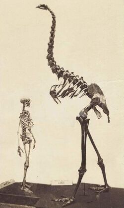 Moa Cryptid Wiki Fandom Moa Cryptid Wiki Fandom