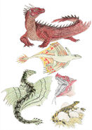 Western dragon species