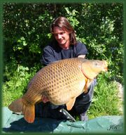 Big goldfish