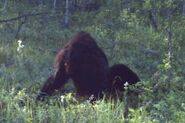 BigfootAlberta