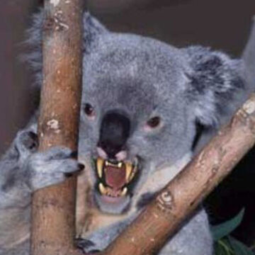 Drop Bear, Shadowrun Wiki