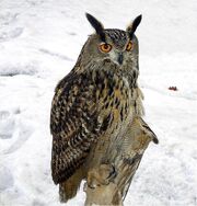 Eagle-owl