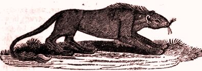 Rompo creature.jpg