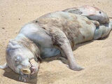 Montauk Monster