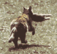 The "Durham Puma", taken 1993