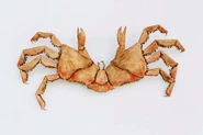 Handcrab, with fast movement.
