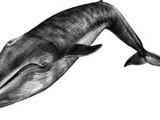 52-Hertz Whale