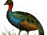 African Peacock