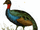 African Peacock