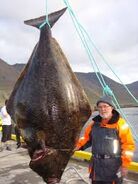 A giant halibut caught in Iceland