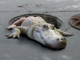 Sewer Alligator