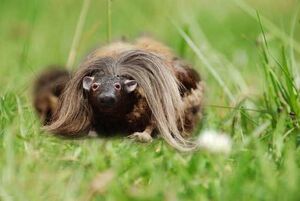 Wild haggis.jpg