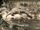 Crocodile Frog