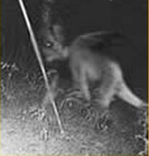 Jersey Devil | Cryptid Wiki | Fandom Jersey Devil | Cryptid Wiki | Fandom