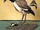 Bare-Fronted Hoodwink