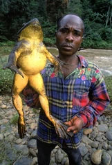 The Goliath Frog