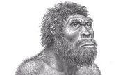 Picture of homoerectus