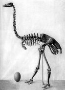 Skeleton of Aepyornis Maximus