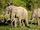 Congo Elephants