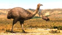Elephant-bird.jpg