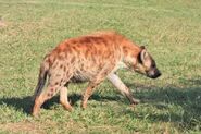 The spotted hyena (Crocuta crocuta), photographed here by Sheila Brown, is a common Nandi bear identity offered by sceptics, but most cryptozoologists regard it as unlikely.