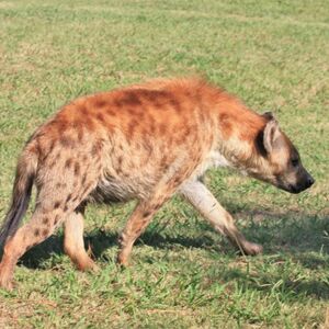 Nandi Bear Cryptid Wiki Fandom