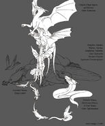 Dragon evolution and species