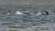 Nessie sighted in 2016. Note the seal-like head.