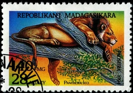 Malagasy1187Pantheraleo32195